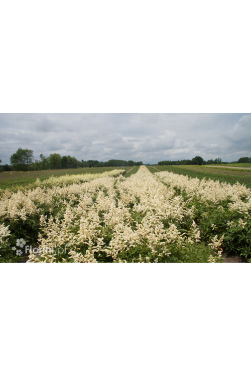 Tawułka arendsa 'Deutschland' | Astilbe arendsii
