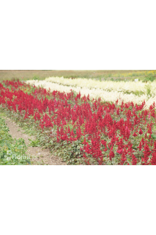 tawułka, tawułka arendsa, tawułka czerwona, tawułka fanal, astilbe