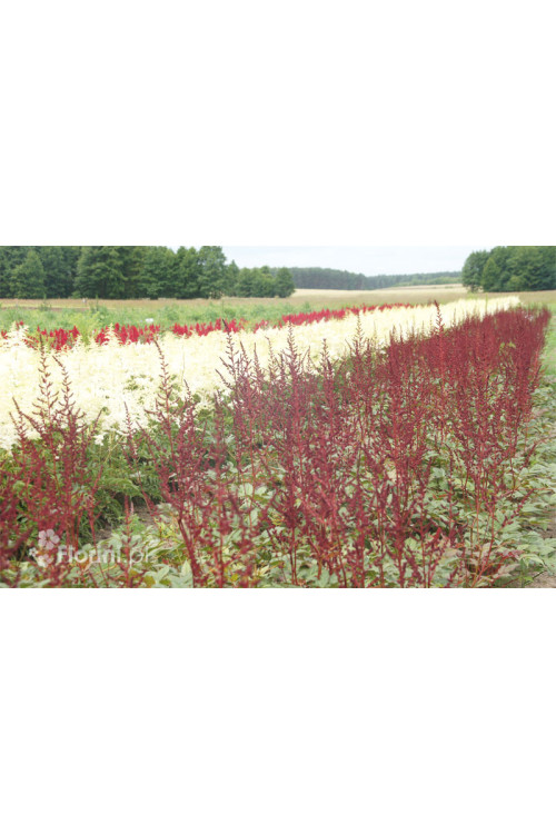 tawułka, tawułka arendsa, tawułka czerwona, tawułka fanal, astilbe