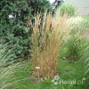 Trzcinnik ostrokwiatowy 'Karl Foerster' | Calamagrostis x acutiflora