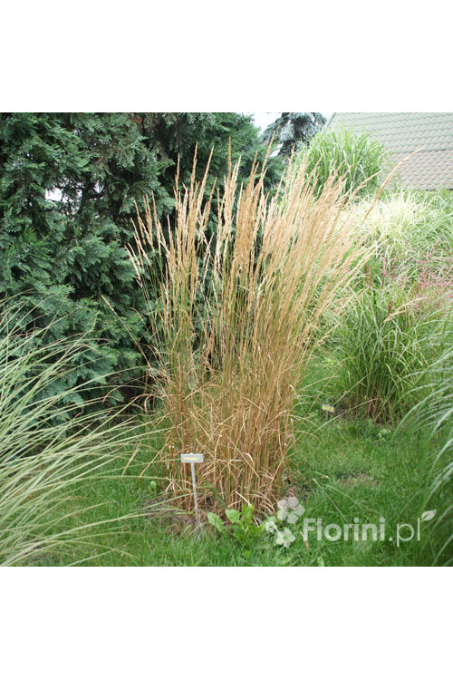 Trzcinnik ostrokwiatowy 'Karl Foerster' | Calamagrostis x acutiflora