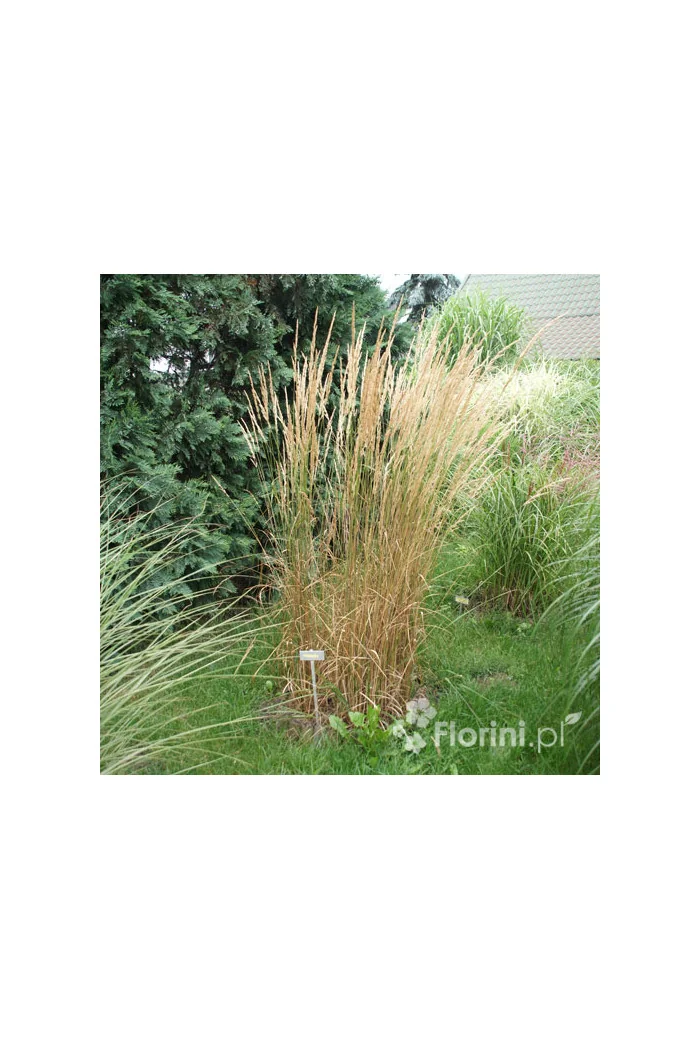 Trzcinnik ostrokwiatowy 'Karl Foerster' | Calamagrostis x acutiflora