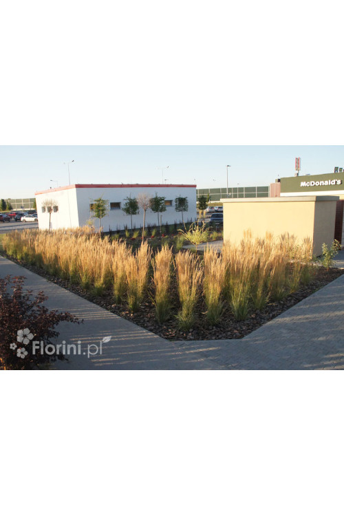 Trzcinnik ostrokwiatowy 'Karl Foerster' | Calamagrostis x acutiflora