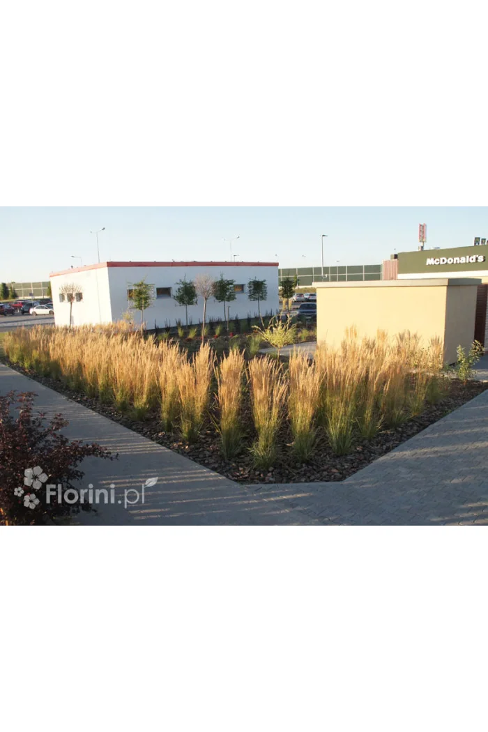 Trzcinnik ostrokwiatowy 'Karl Foerster' | Calamagrostis x acutiflora