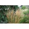 Trzcinnik ostrokwiatowy 'Karl Foerster' | Calamagrostis x acutiflora