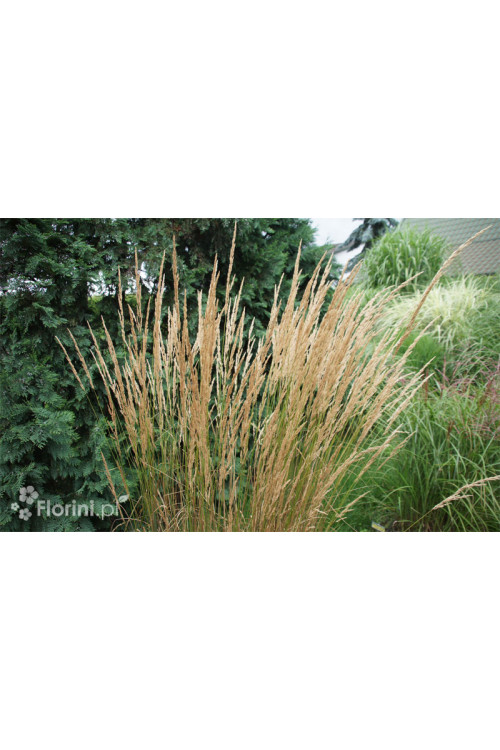 Trzcinnik ostrokwiatowy 'Karl Foerster' | Calamagrostis x acutiflora