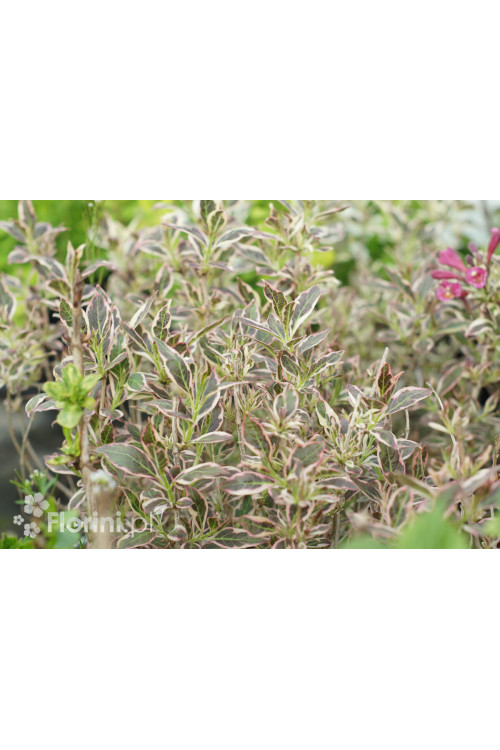 Krzewuszka cudowna 'Monet' | Weigela florida