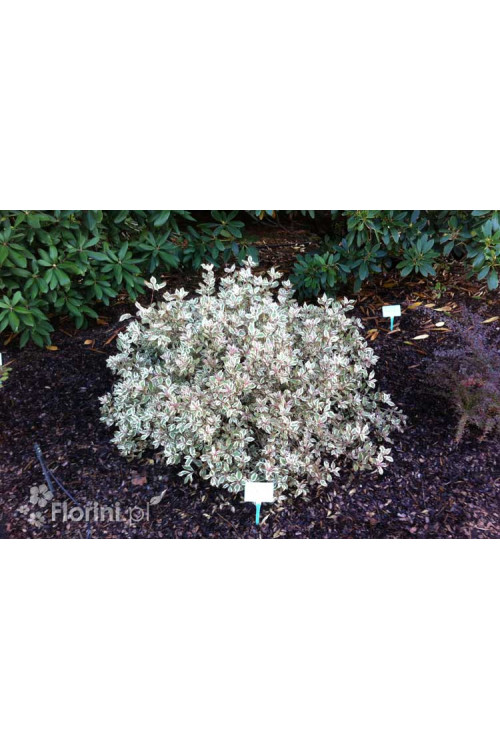 Krzewuszka cudowna 'Monet' | Weigela florida