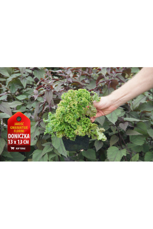 Zawilec japoński 'Crispa' Anemone hupehensis