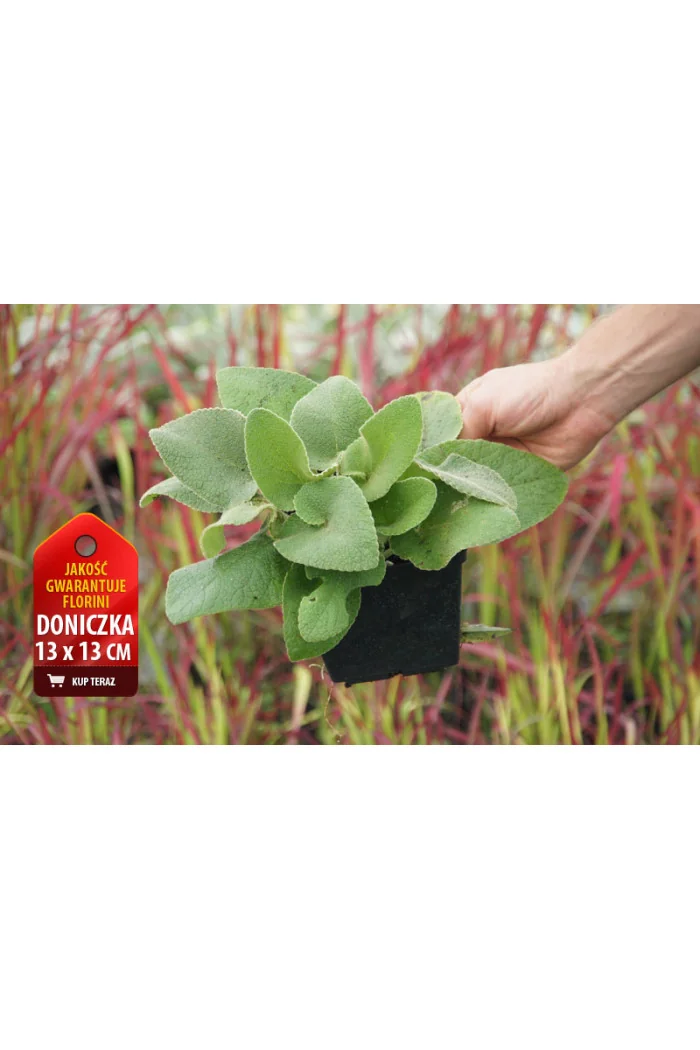 Żeleźniak Russela | Phlomis Russeliana