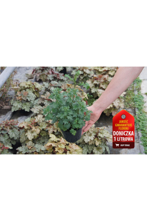 Złocień arktyczny | Arctanthemum arcticum