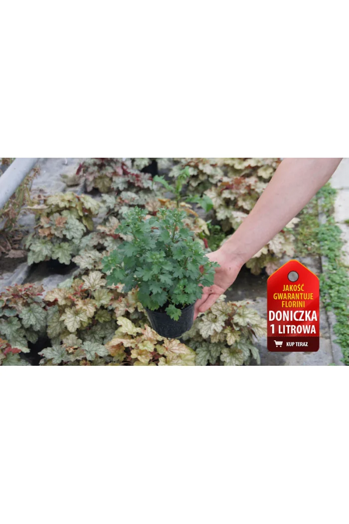 Złocień arktyczny | Arctanthemum arcticum