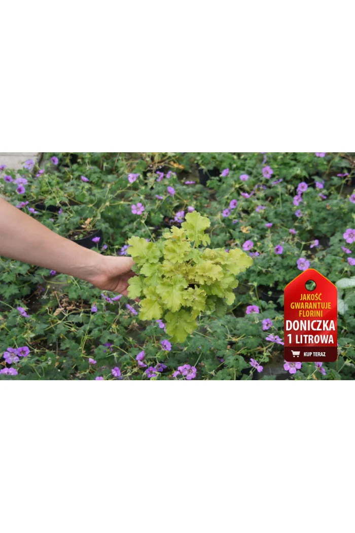 Żurawka 'Lime Rickey' Heuchera