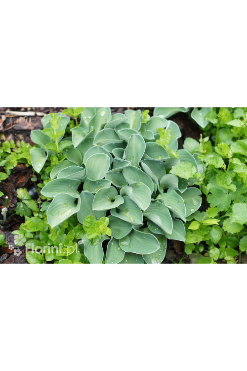 Funkia 'Blue Mouse Ears' | Hosta
