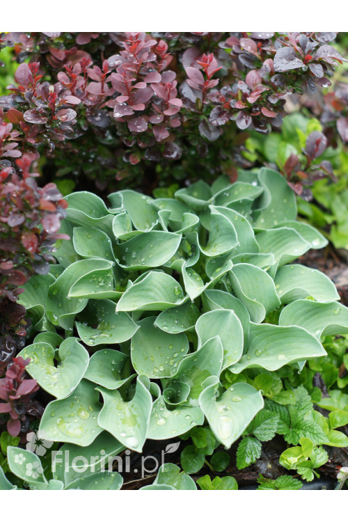 Funkia 'Blue Mouse Ears' | Hosta