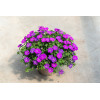 Bodziszek czerwony 'Frivolius Purple' | Geranium sanguineum