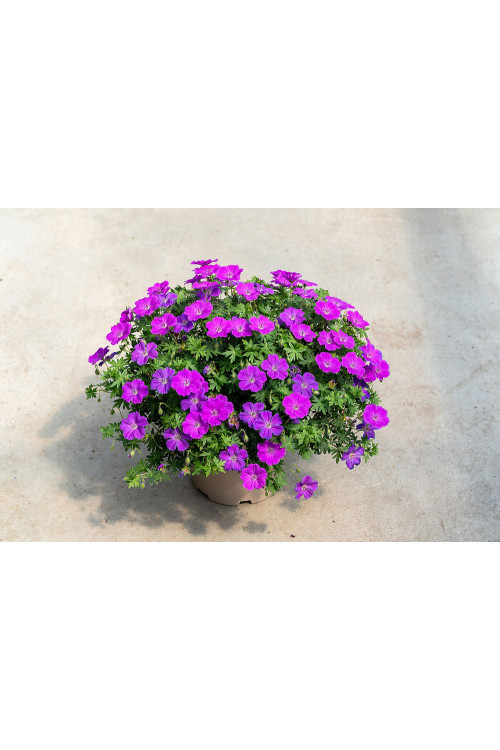 Bodziszek czerwony 'Frivolius Purple' | Geranium sanguineum