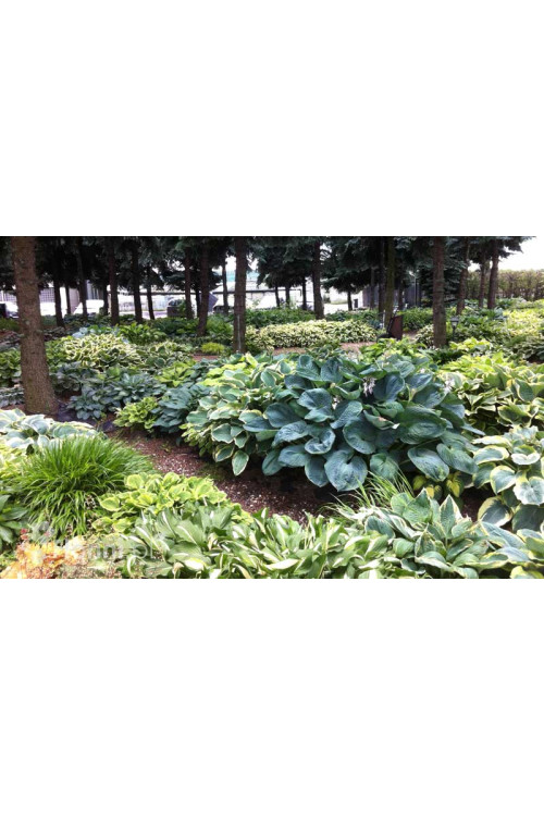 Funkia 'Fire Island' Hosta