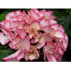 Hortensja ogrodowa 'Salsa' | Hydrangea macrophylla