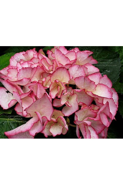 Hortensja ogrodowa 'Salsa' | Hydrangea macrophylla