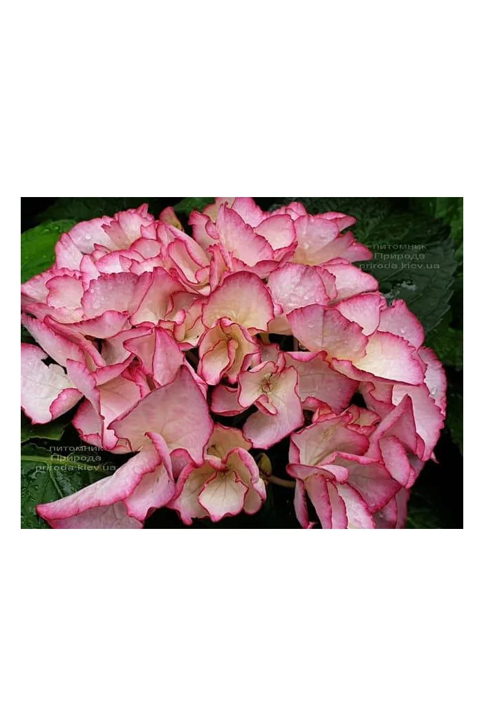 Hortensja ogrodowa 'Salsa' | Hydrangea macrophylla