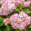 Hortensja ogrodowa 'Salsa' | Hydrangea macrophylla