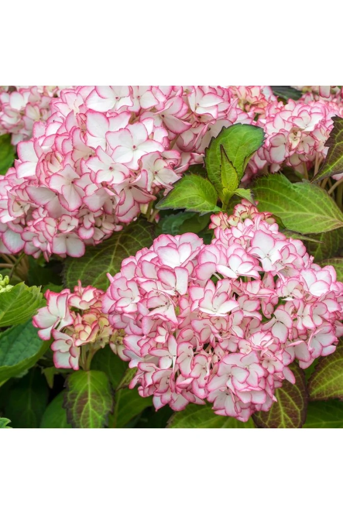 Hortensja ogrodowa 'Salsa' | Hydrangea macrophylla