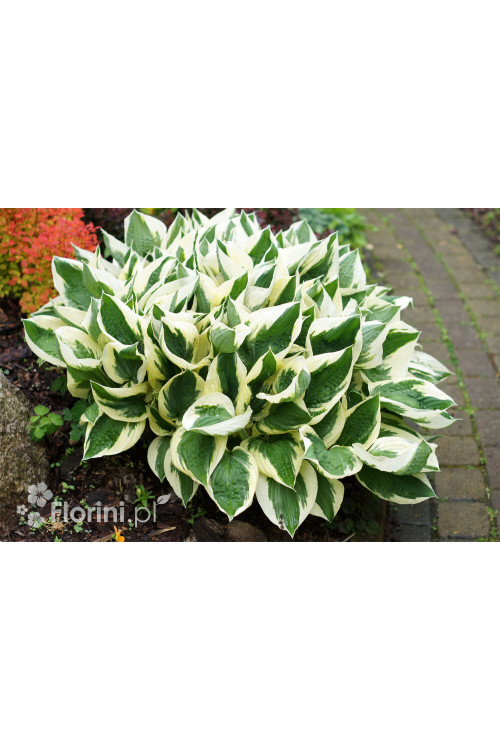Funkia 'Minuteman' Hosta
