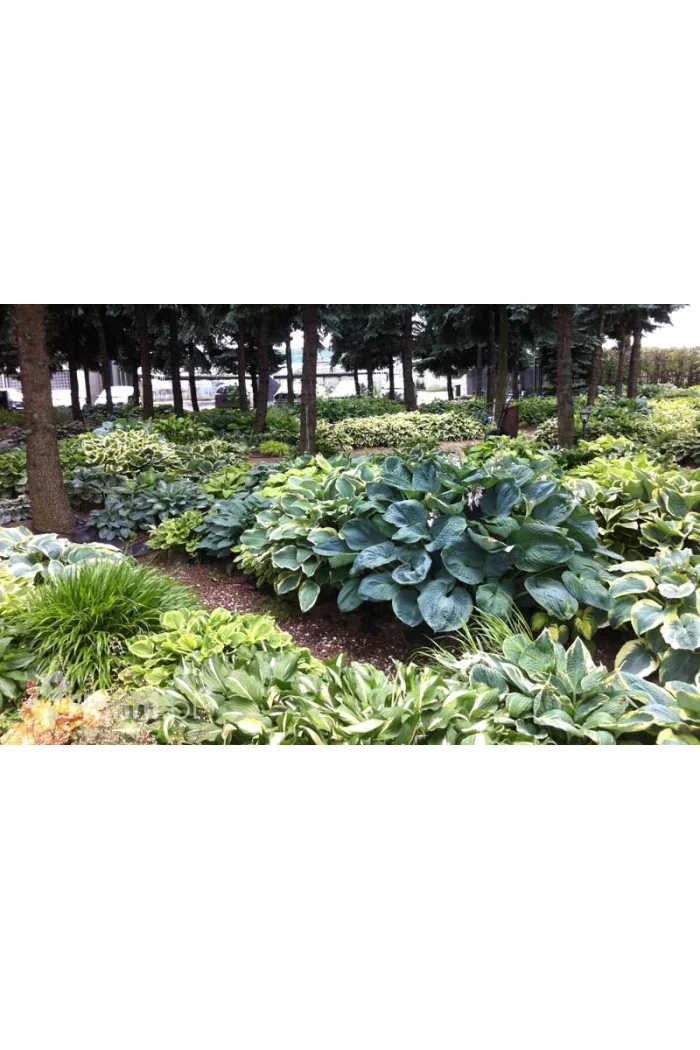 Funkia 'Paradise Island' Hosta