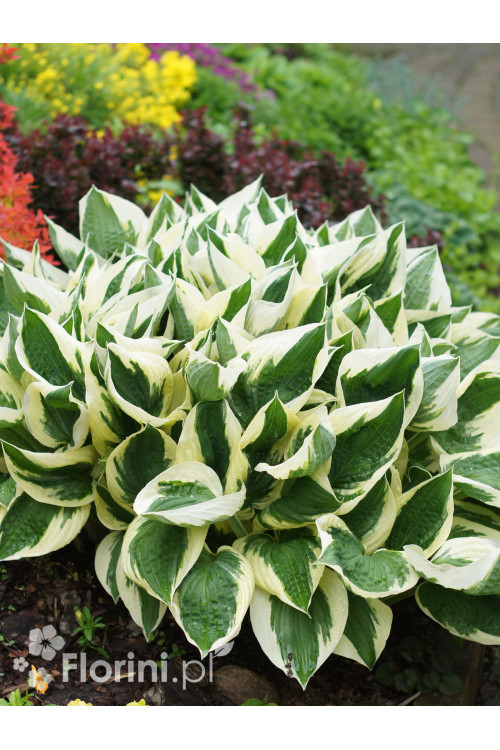 Funkia 'Patriot' | Hosta