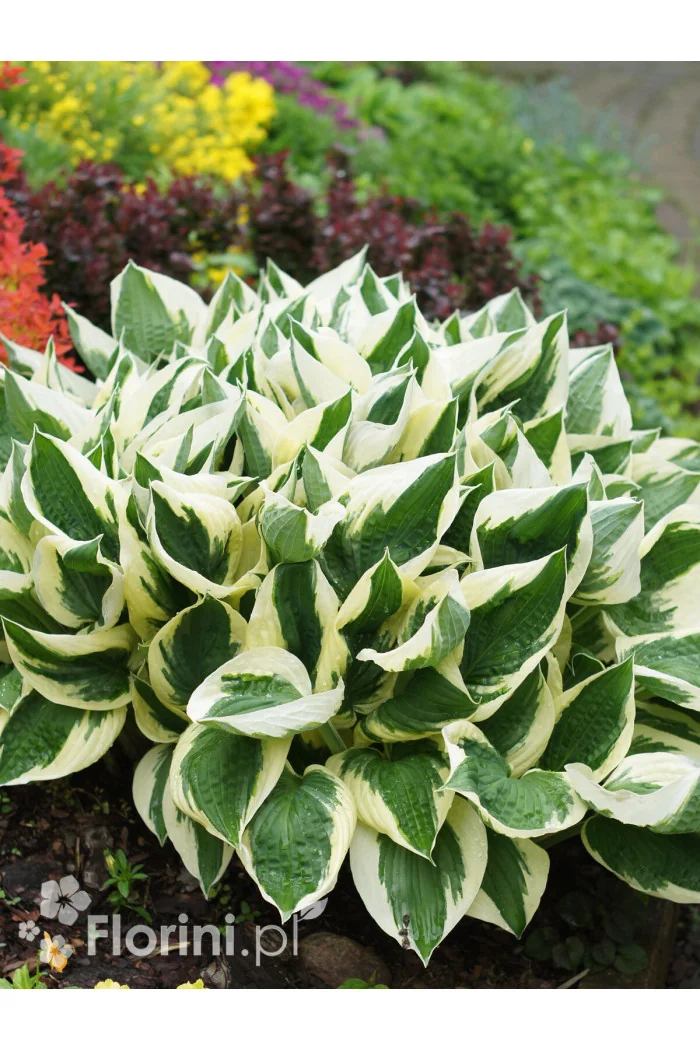 Funkia 'Patriot' | Hosta