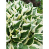Funkia 'Patriot' | Hosta