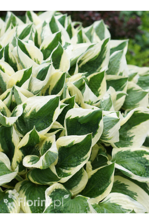 Funkia 'Patriot' | Hosta