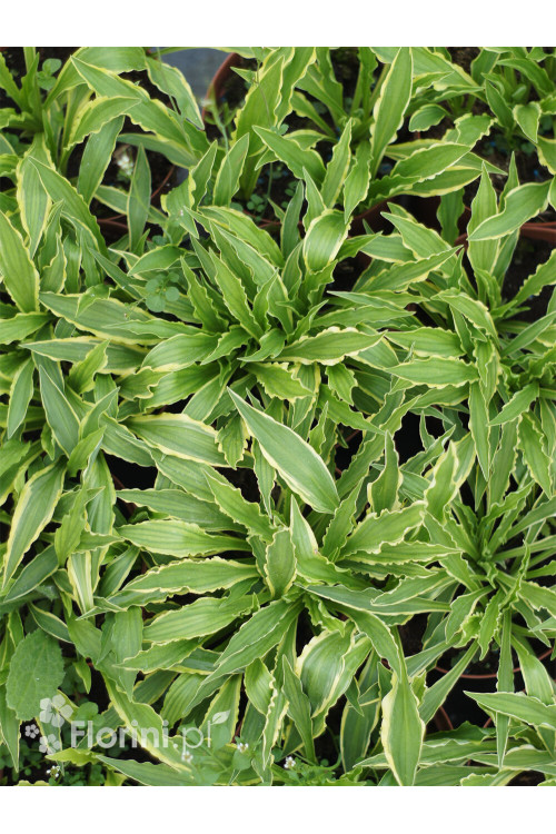 Funkia 'Stiletto' Hosta