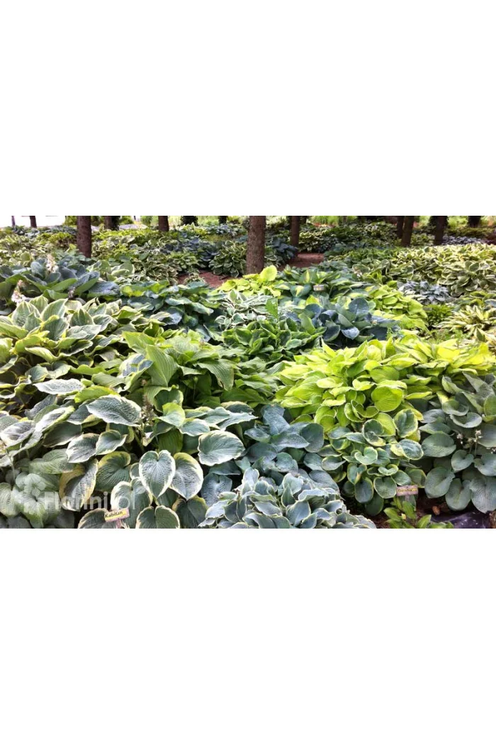 Funkia 'Sum and Substance' Hosta