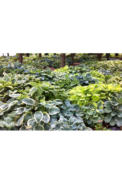 Funkia 'Whirlwind' | Hosta