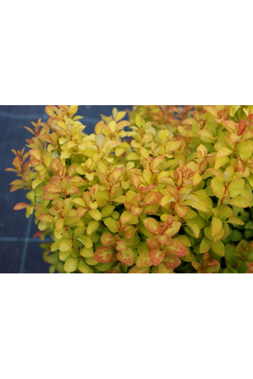 Berberys Thunberga 'Summer Sunset' | Berberis thunbergii