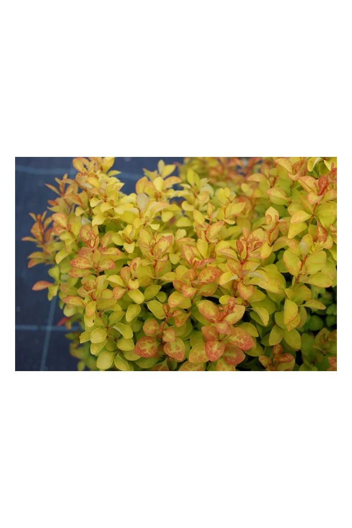 Berberys Thunberga 'Summer Sunset' | Berberis thunbergii