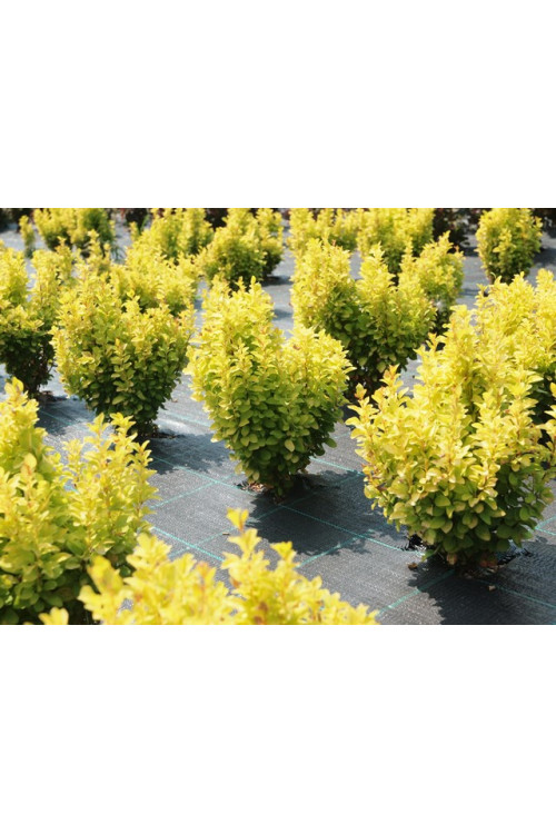 Berberys Thunberga 'Summer Sunset' | Berberis thunbergii