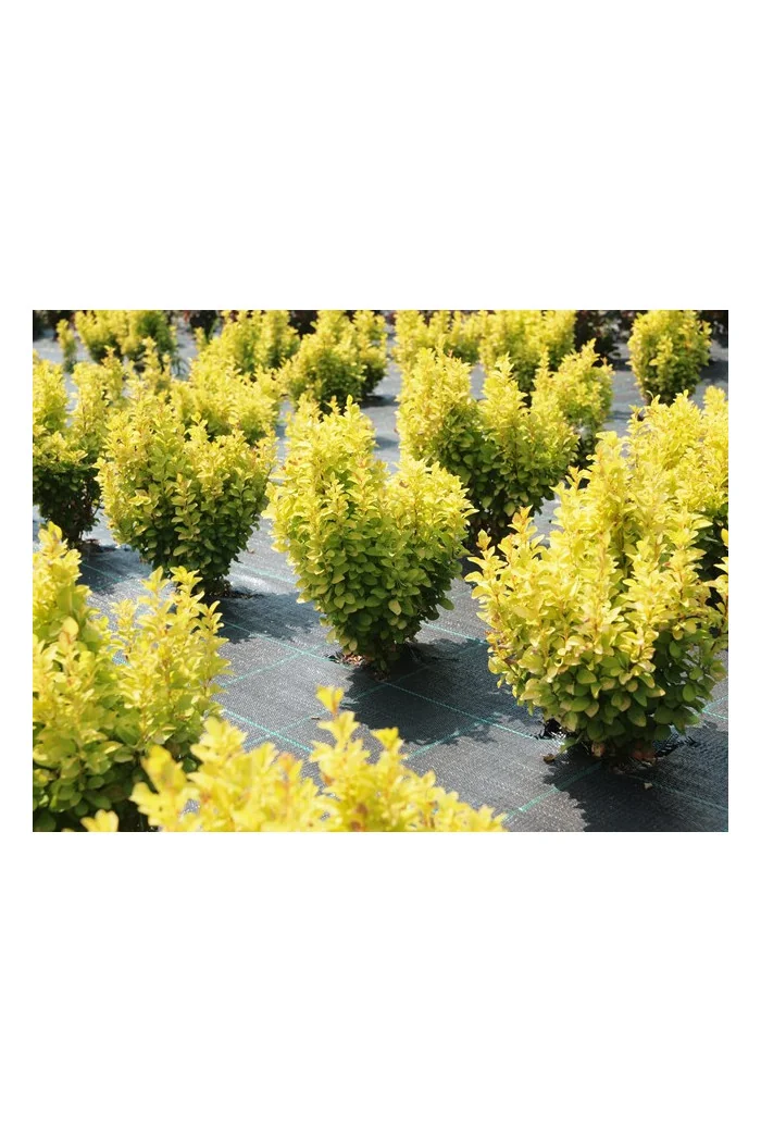 Berberys Thunberga 'Summer Sunset' | Berberis thunbergii