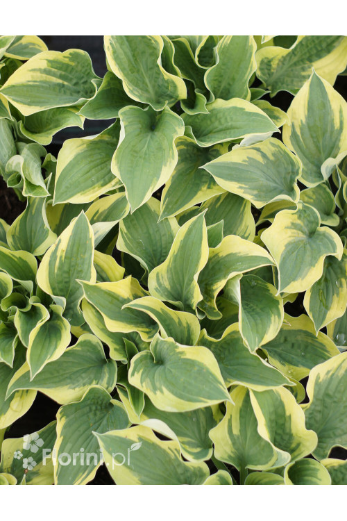 Funkia 'Wide Brim' | Hosta