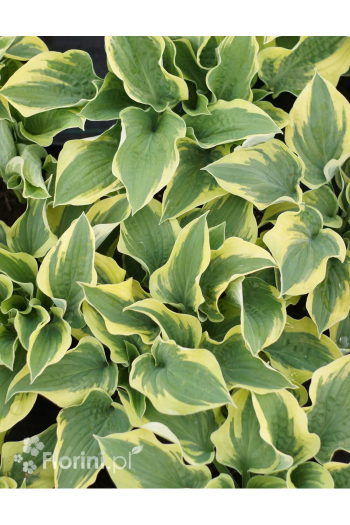 Funkia 'Wide Brim' | Hosta