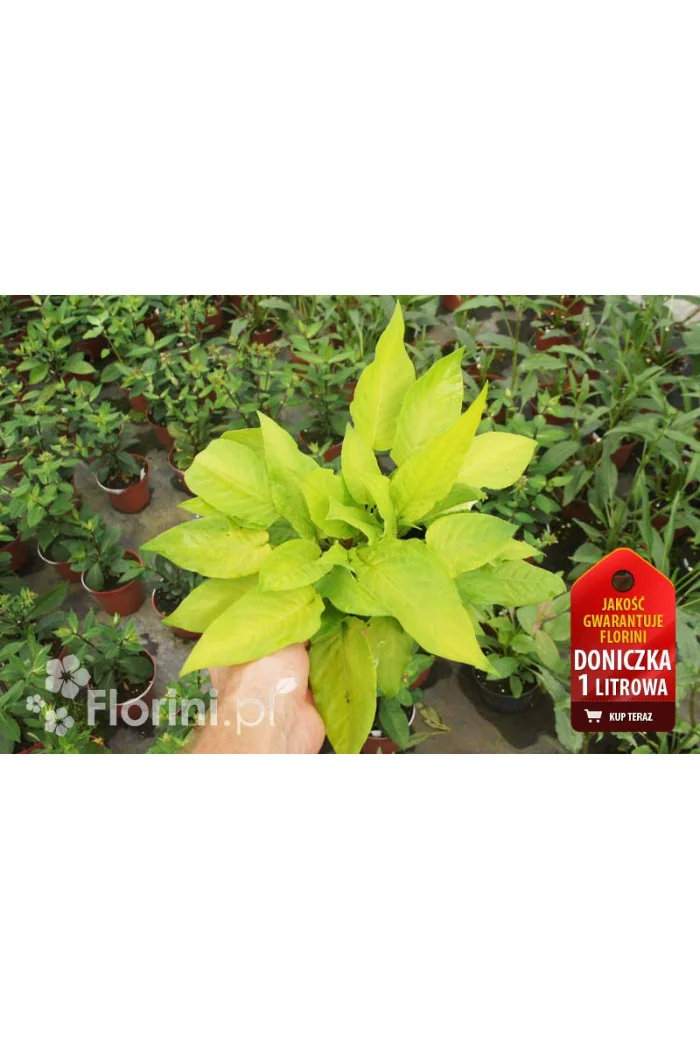 Rdest 'Golden Arrow' Persicaria amplexicaulis