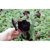 Sweetunia 'Black Mamba' div class'lat' Sweetunia /div