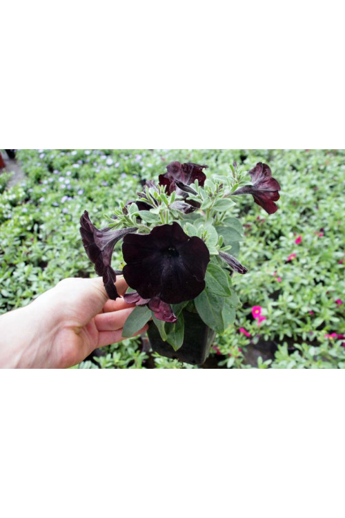 Sweetunia 'Black Mamba' div class'lat' Sweetunia /div
