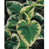 Brunnera sercolistna | 'Variegata' Brunnera