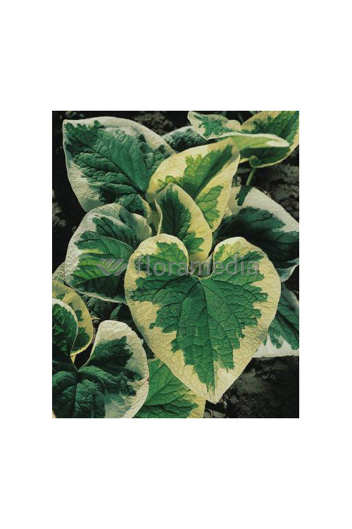 Brunnera sercolistna | 'Variegata' Brunnera