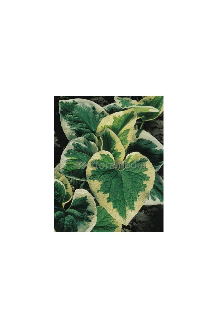 Brunnera sercolistna | 'Variegata' Brunnera