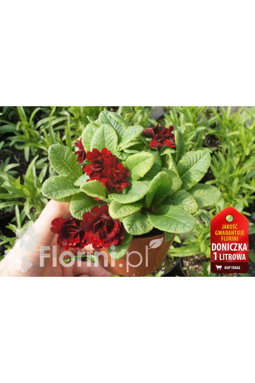 Pierwiosnek 'Belarina® Valentine' | Primula