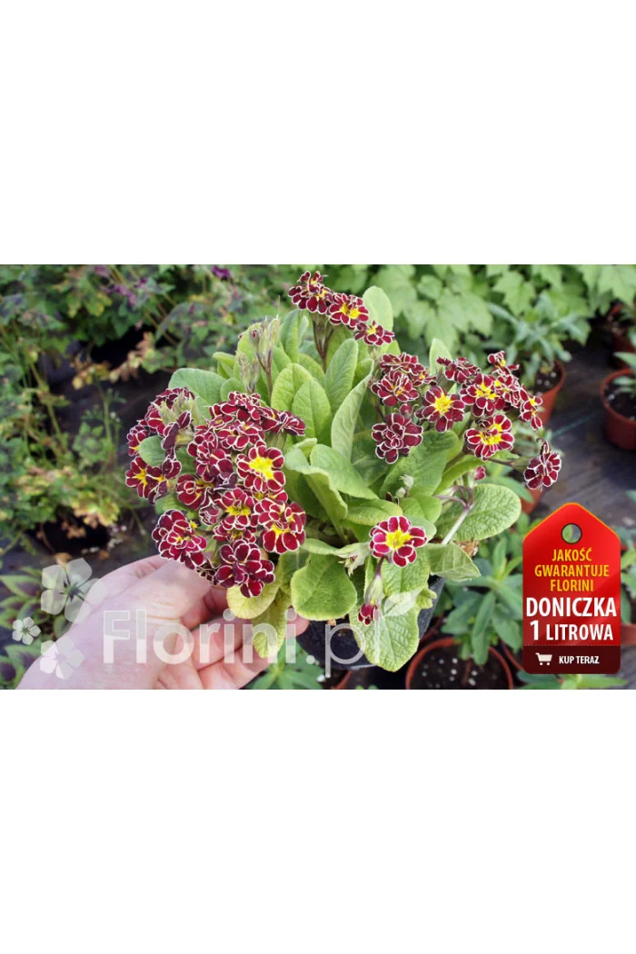 Pierwiosnek 'Elizabeth Killelay' Primula